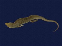 藏品(白斑石龍子)的圖片